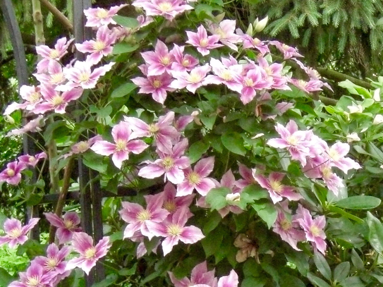 Clematis 'Piilu' - Clematis 'Piilu'