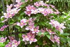 Clematis 'Piilu' - Clematis 'Piilu'