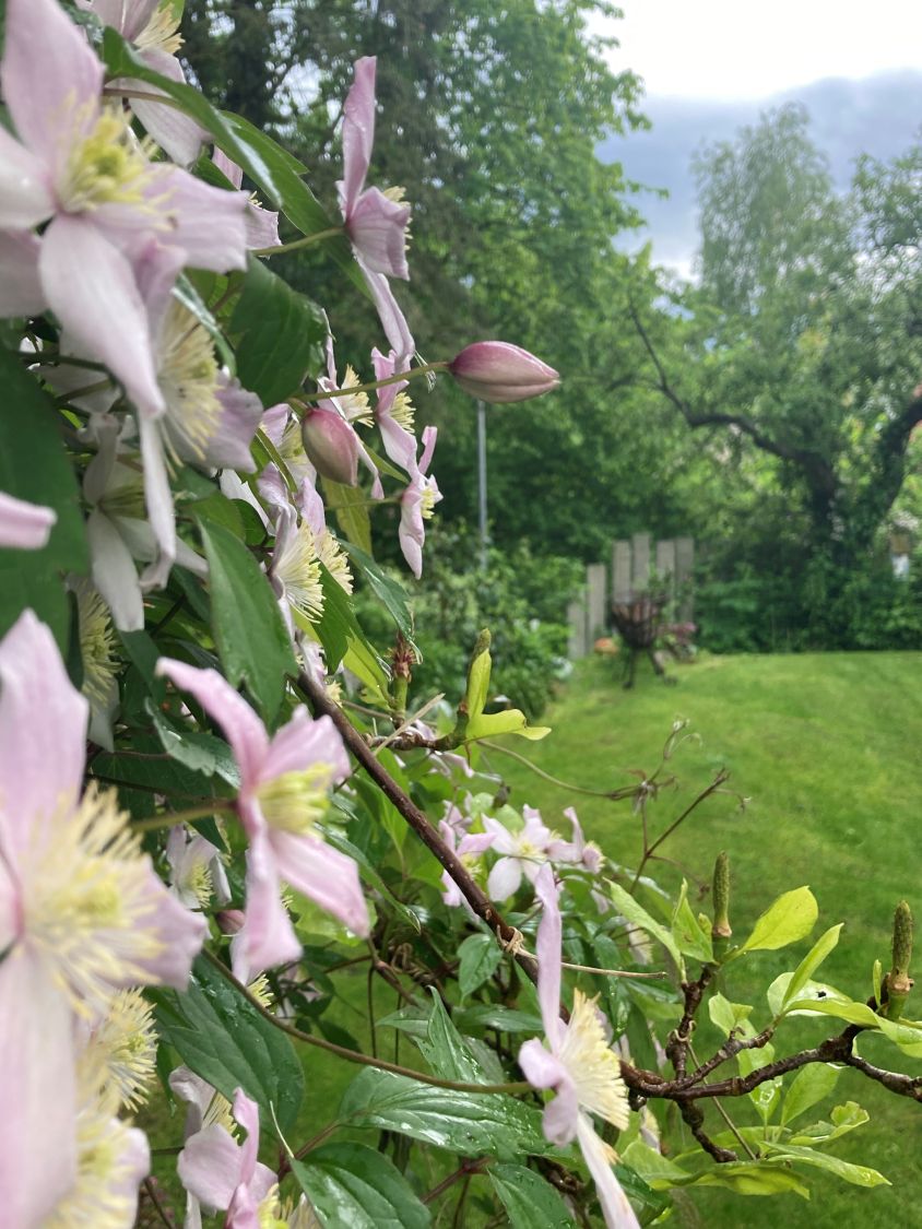 Clematis 'Rubens' - Clematis montana 'Rubens'