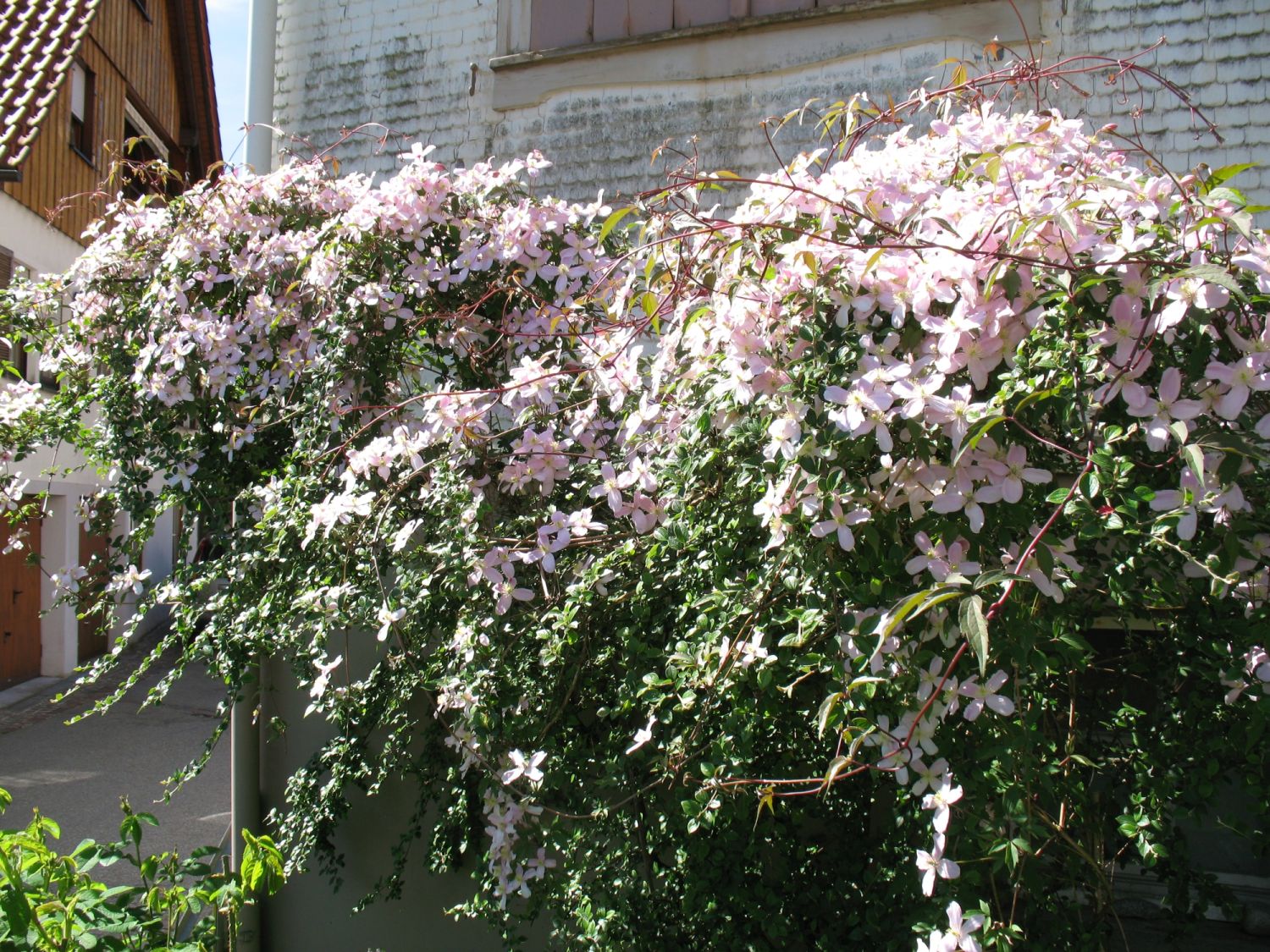 Clematis 'Rubens' - Clematis montana 'Rubens'