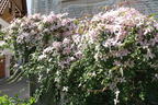 Clematis 'Rubens' - Clematis montana 'Rubens'
