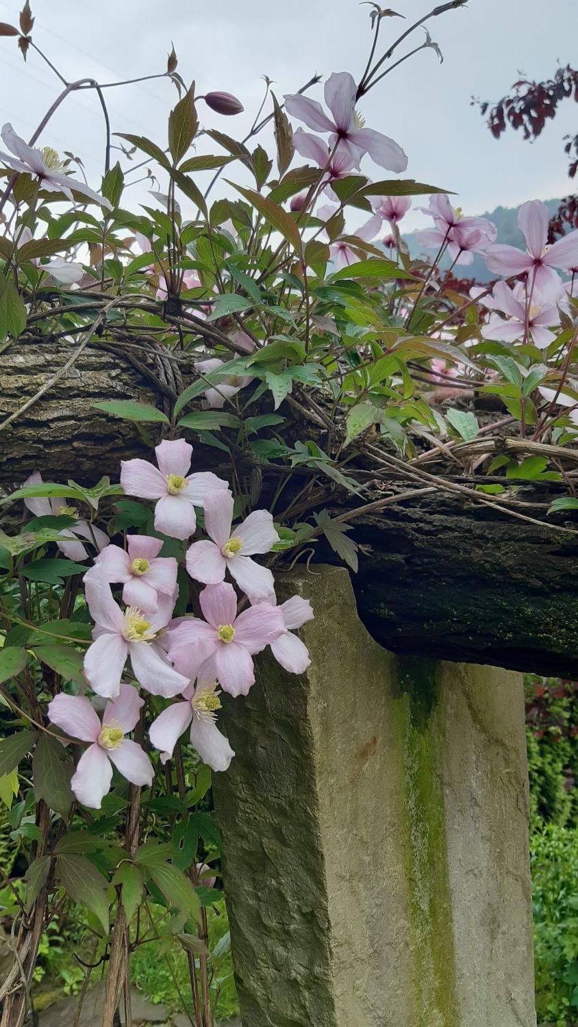 Clematis 'Rubens' - Clematis montana 'Rubens'