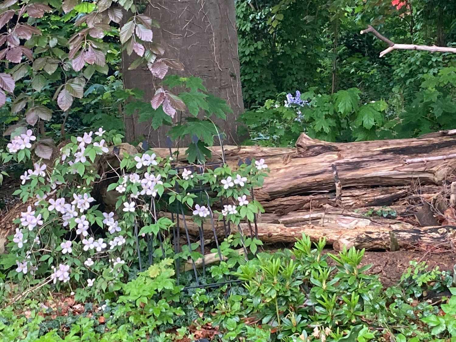 Clematis 'Rubens' - Clematis montana 'Rubens'