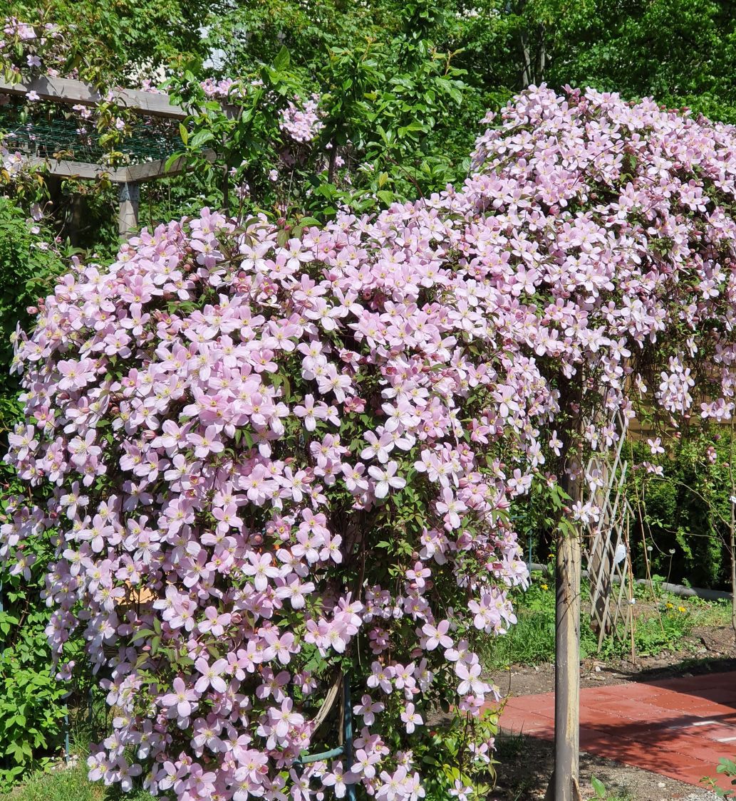 Clematis 'Rubens' - Clematis montana 'Rubens'