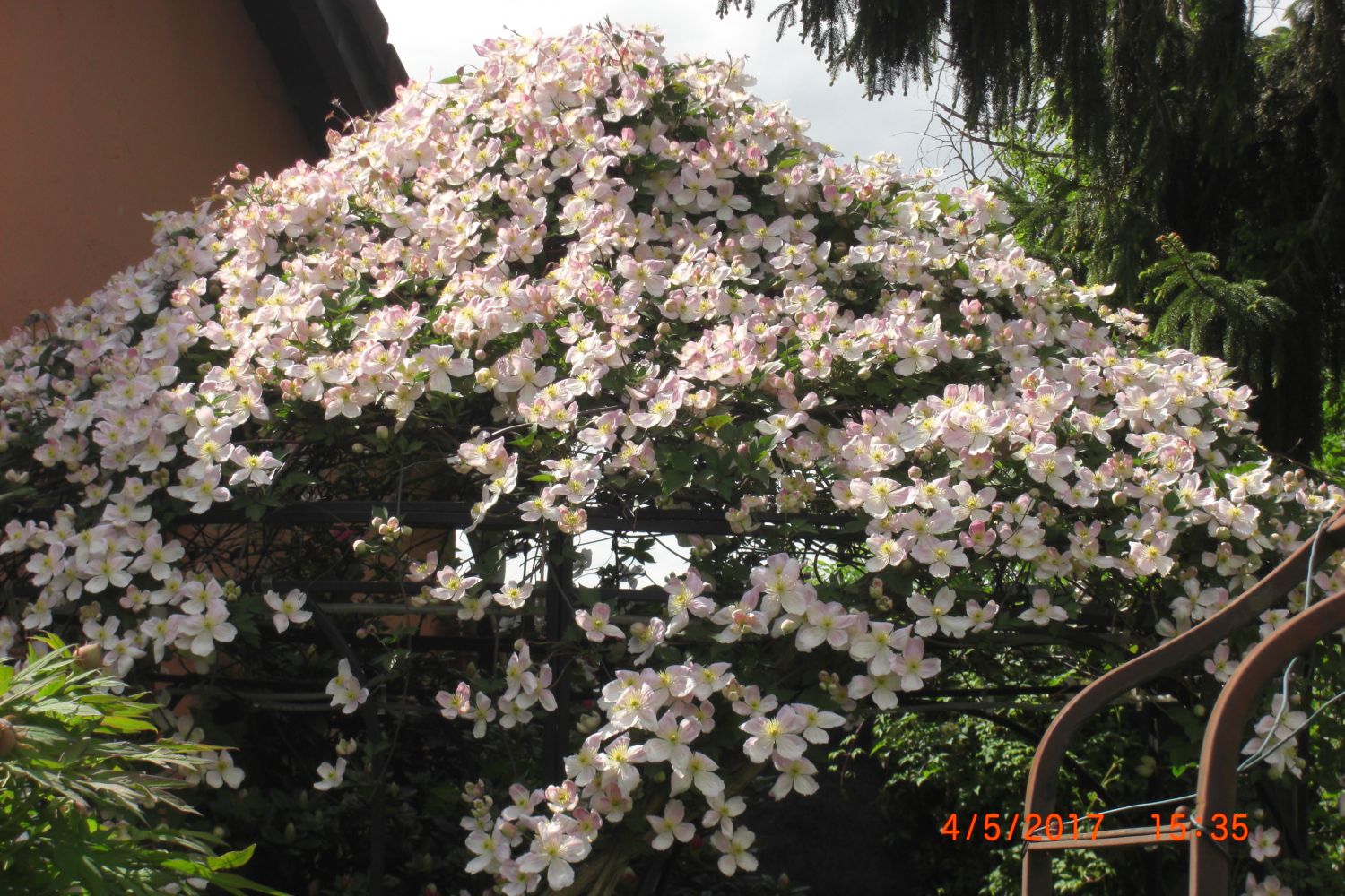 Clematis 'Rubens' - Clematis montana 'Rubens'