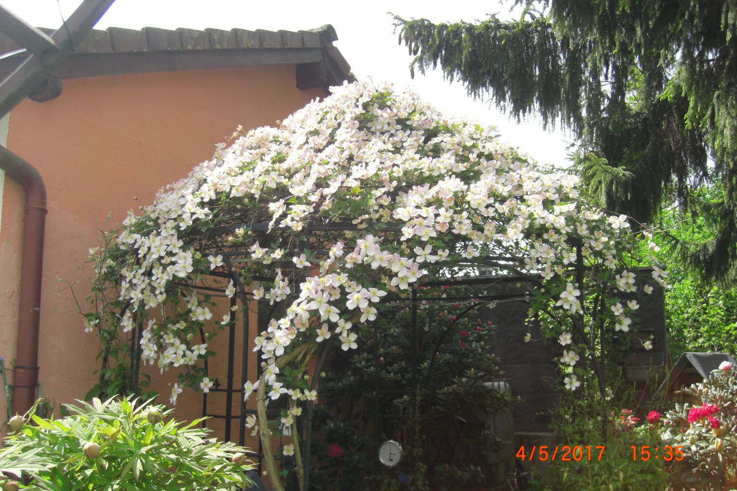 Clematis 'Rubens' - Clematis montana 'Rubens'