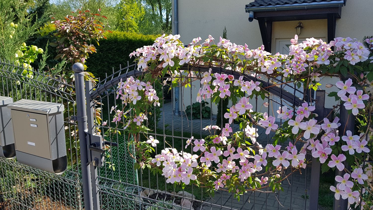 Clematis 'Rubens' - Clematis montana 'Rubens'