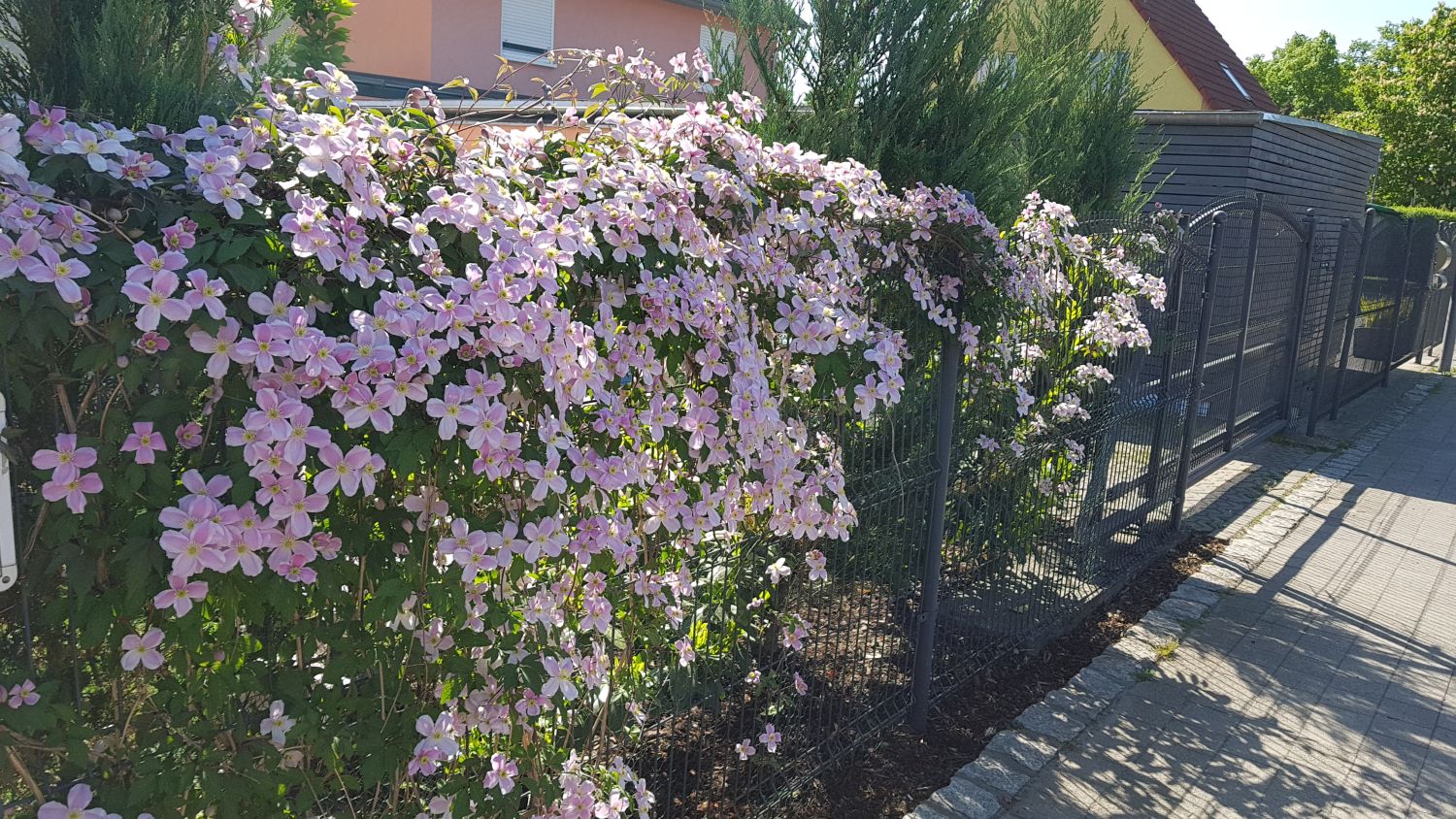 Clematis 'Rubens' - Clematis montana 'Rubens'