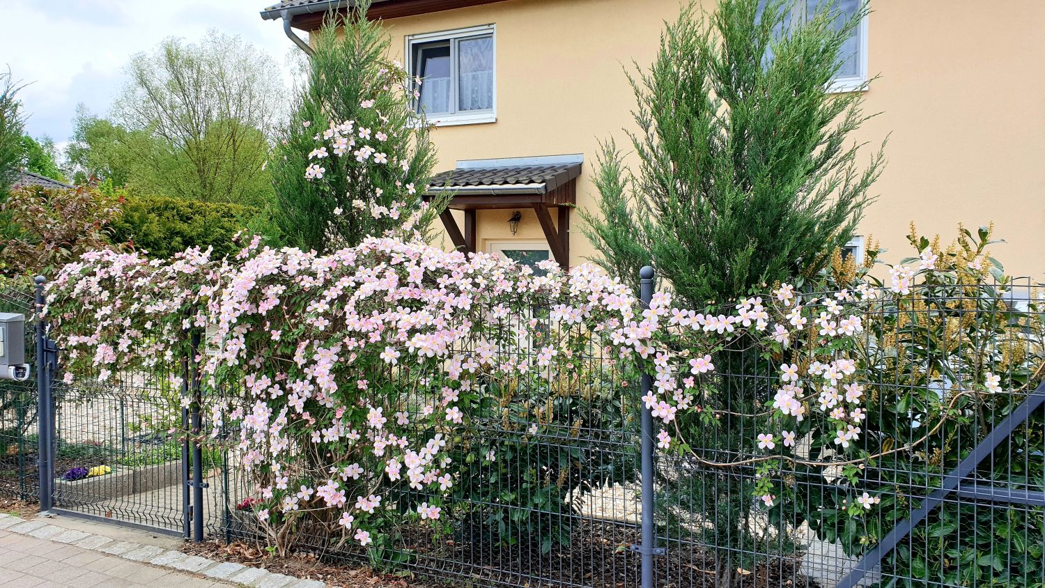 Clematis 'Rubens' - Clematis montana 'Rubens'