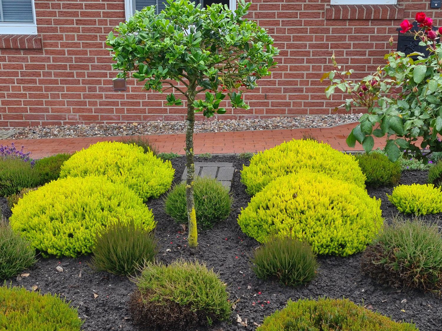 Cornwall-Heide 'Valerie Proudley' - Erica vagans 'Valerie Proudley'