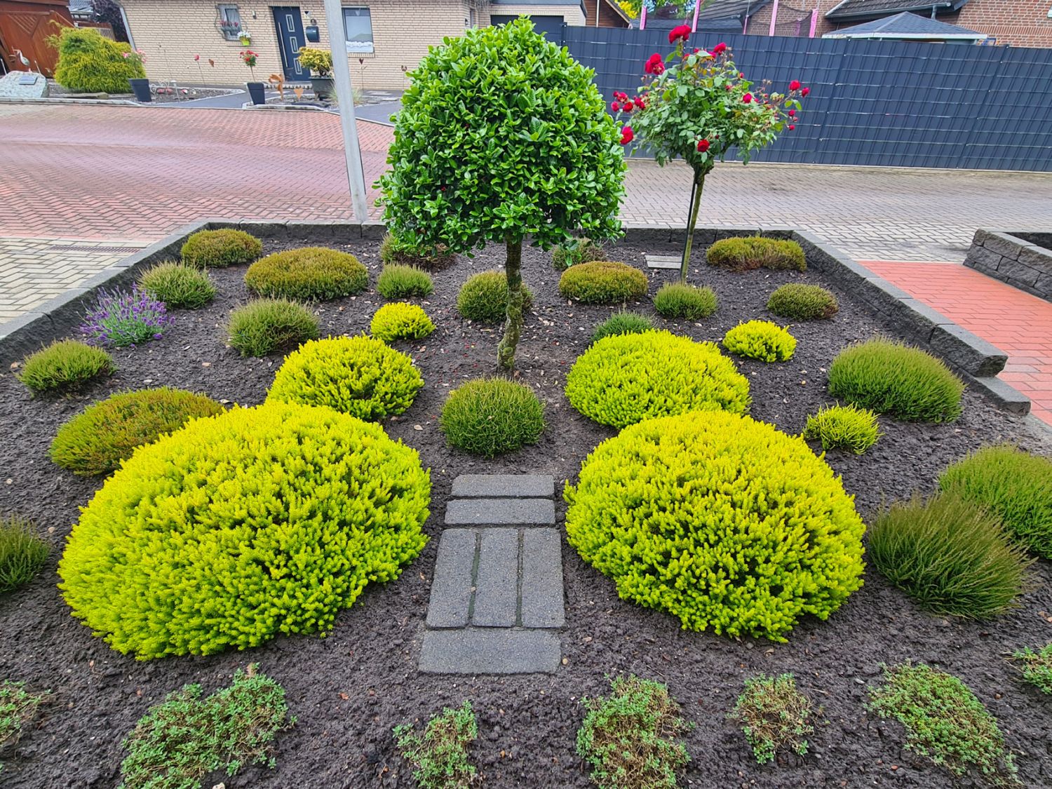 Cornwall-Heide 'Valerie Proudley' - Erica vagans 'Valerie Proudley'