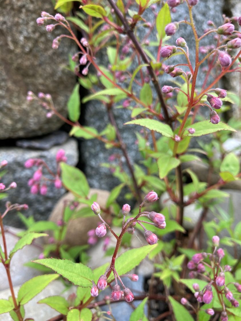 Deutzie / Maiblumenstrauch / Sternchenstrauch PROVEN WINNERS ® 'Yuki Cherry Blossom' ® - Deutzia x hybrida PROVEN WINNERS ® 'Yuki Cherry Blossom' ®