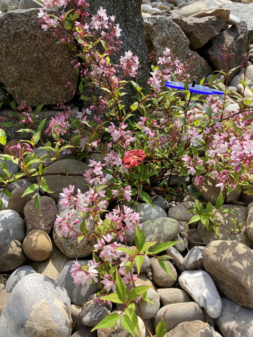 Deutzie / Maiblumenstrauch / Sternchenstrauch PROVEN WINNERS ® 'Yuki Cherry Blossom' ® - Deutzia x hybrida PROVEN WINNERS ® 'Yuki Cherry Blossom' ®