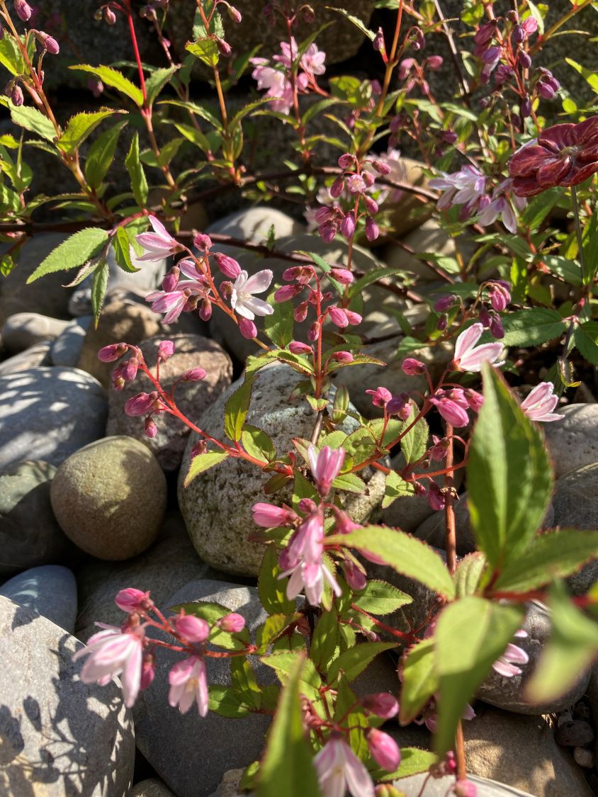 Deutzie / Maiblumenstrauch / Sternchenstrauch PROVEN WINNERS ® 'Yuki Cherry Blossom' ® - Deutzia x hybrida PROVEN WINNERS ® 'Yuki Cherry Blossom' ®