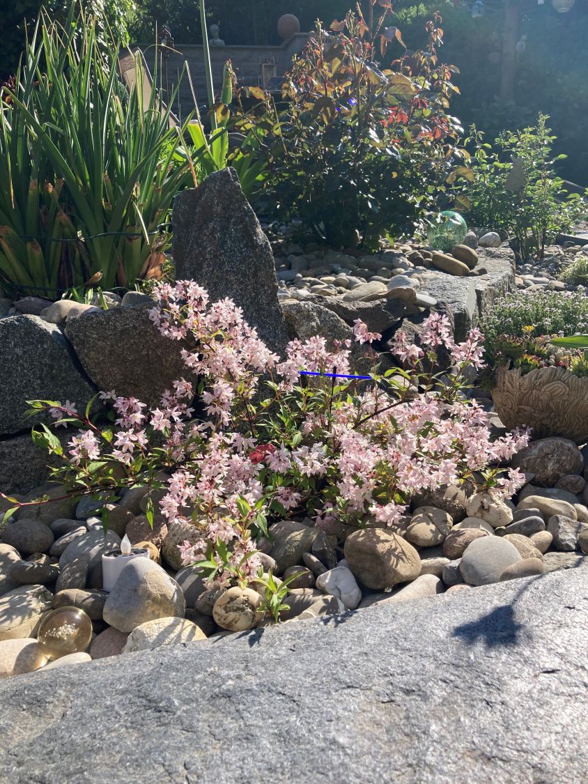 Deutzie / Maiblumenstrauch / Sternchenstrauch PROVEN WINNERS ® 'Yuki Cherry Blossom' ® - Deutzia x hybrida PROVEN WINNERS ® 'Yuki Cherry Blossom' ®