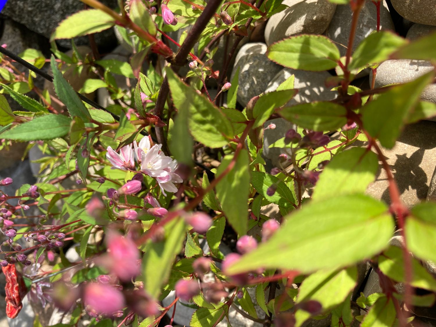 Deutzie / Maiblumenstrauch / Sternchenstrauch PROVEN WINNERS ® 'Yuki Cherry Blossom' ® - Deutzia x hybrida PROVEN WINNERS ® 'Yuki Cherry Blossom' ®