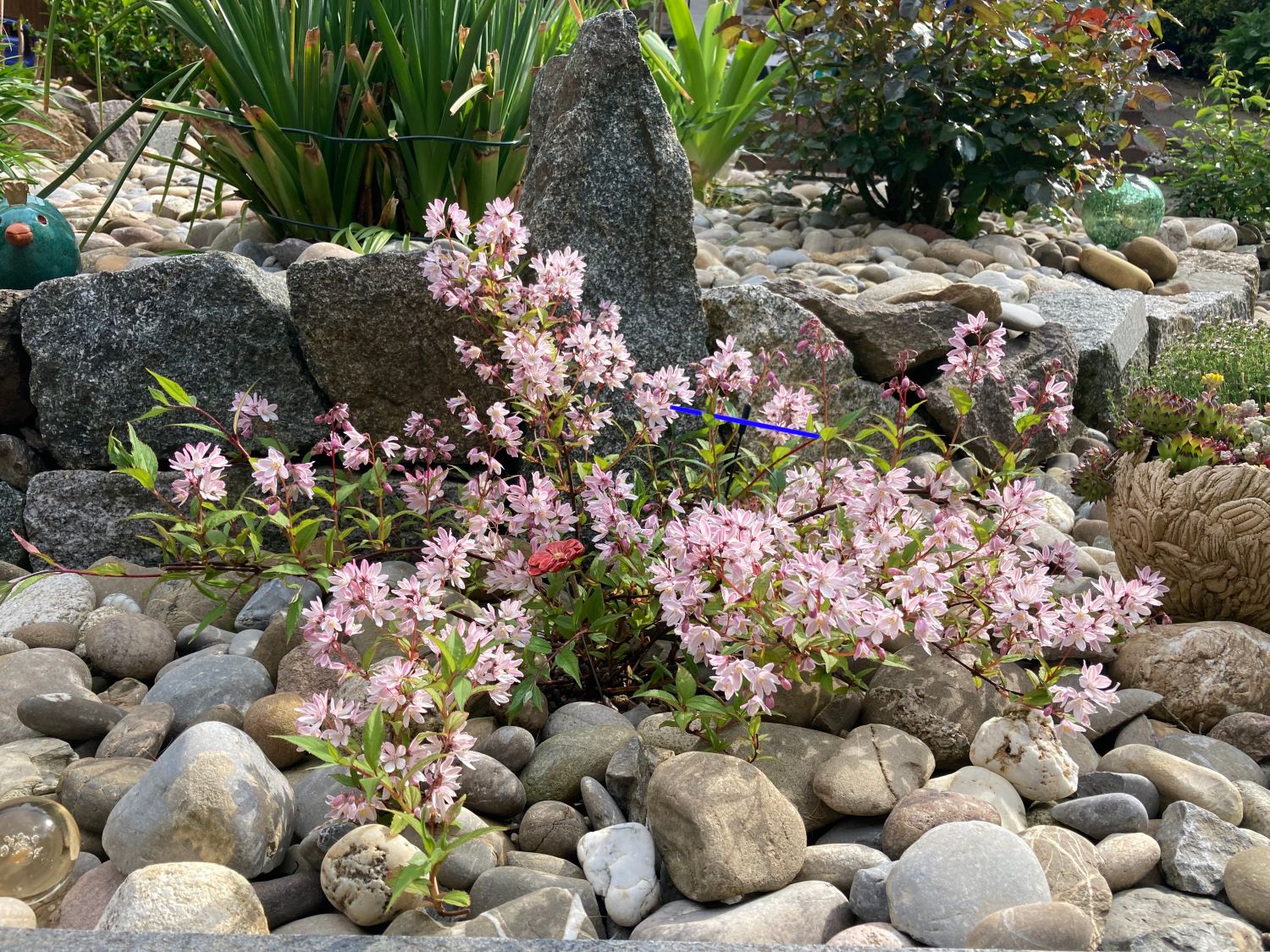 Deutzie / Maiblumenstrauch / Sternchenstrauch PROVEN WINNERS ® 'Yuki Cherry Blossom' ® - Deutzia x hybrida PROVEN WINNERS ® 'Yuki Cherry Blossom' ®