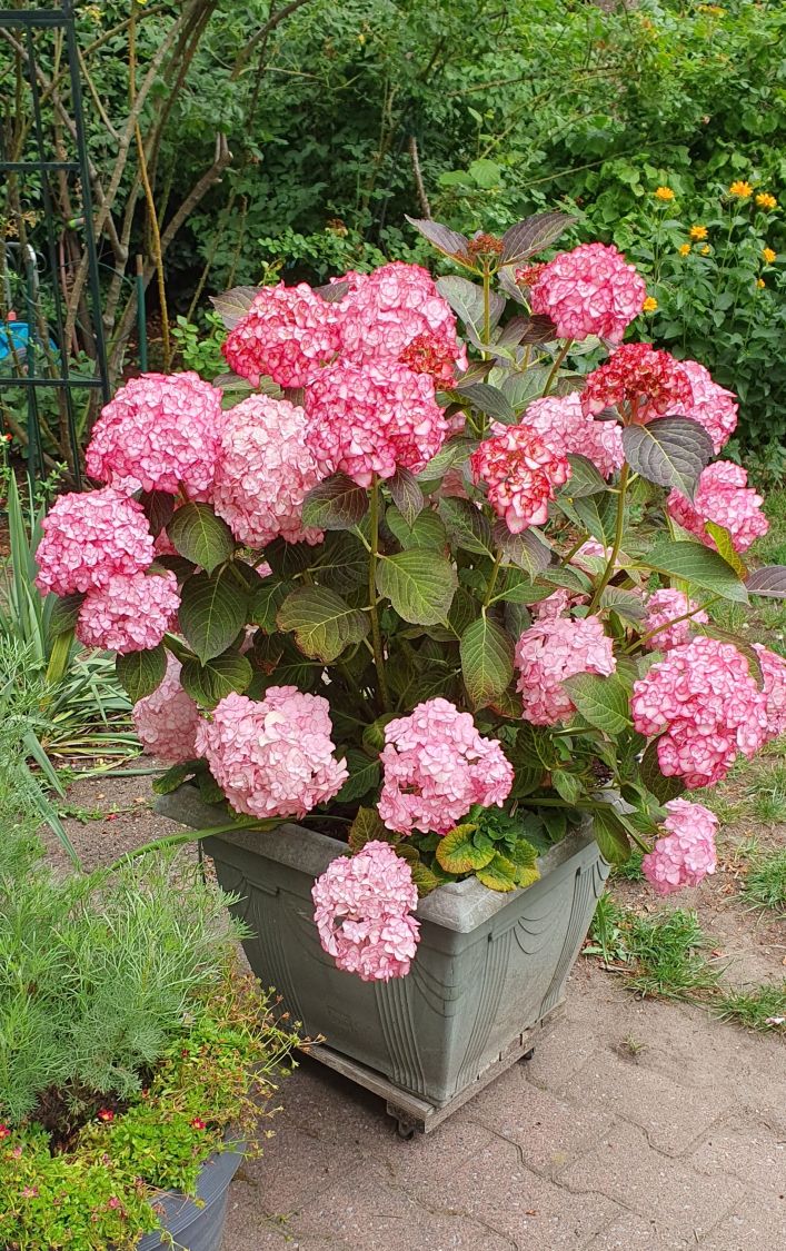 Doppelt gefüllte Ballhortensie You & Me 'Miss Saori' (Rosa) - Hydrangea macrophylla 'Miss Saori' (Rosa)