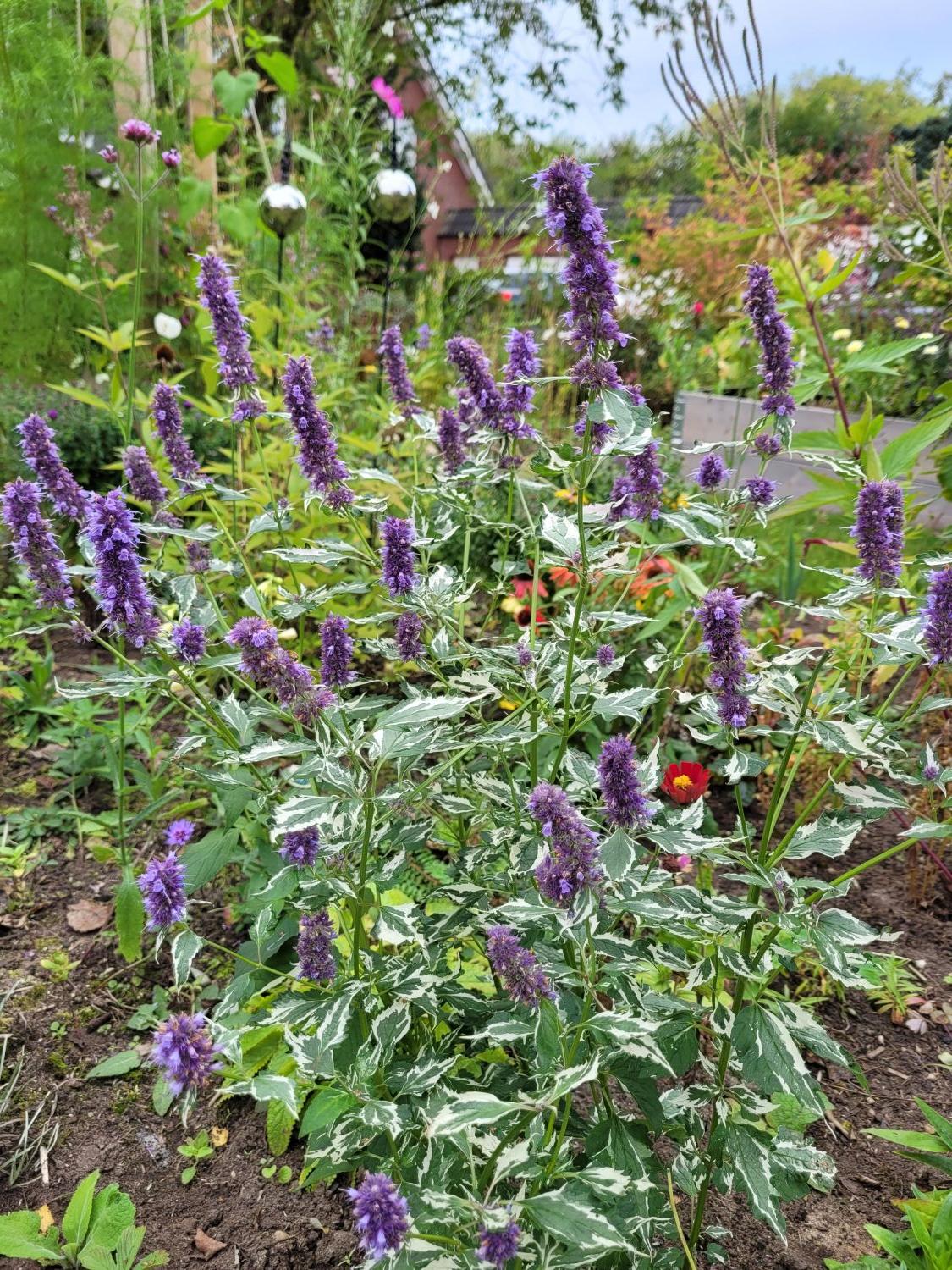 Duftnessel 'Crazy Fortune' - Agastache 'Crazy Fortune'