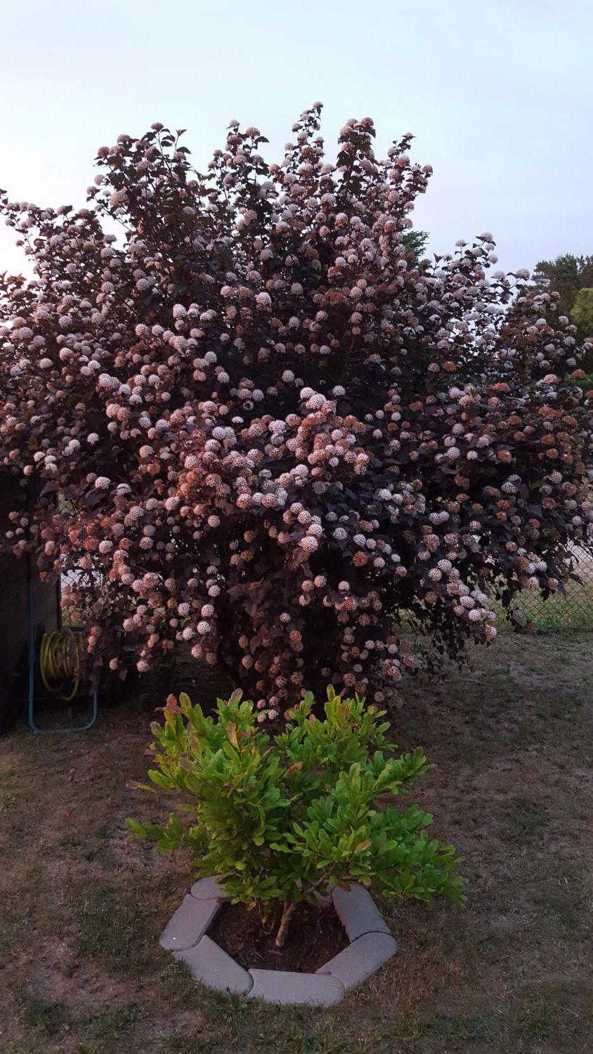 Dunkelrote Blasenspiere 'Diabolo' Physocarpus opulifolius 'Diabolo