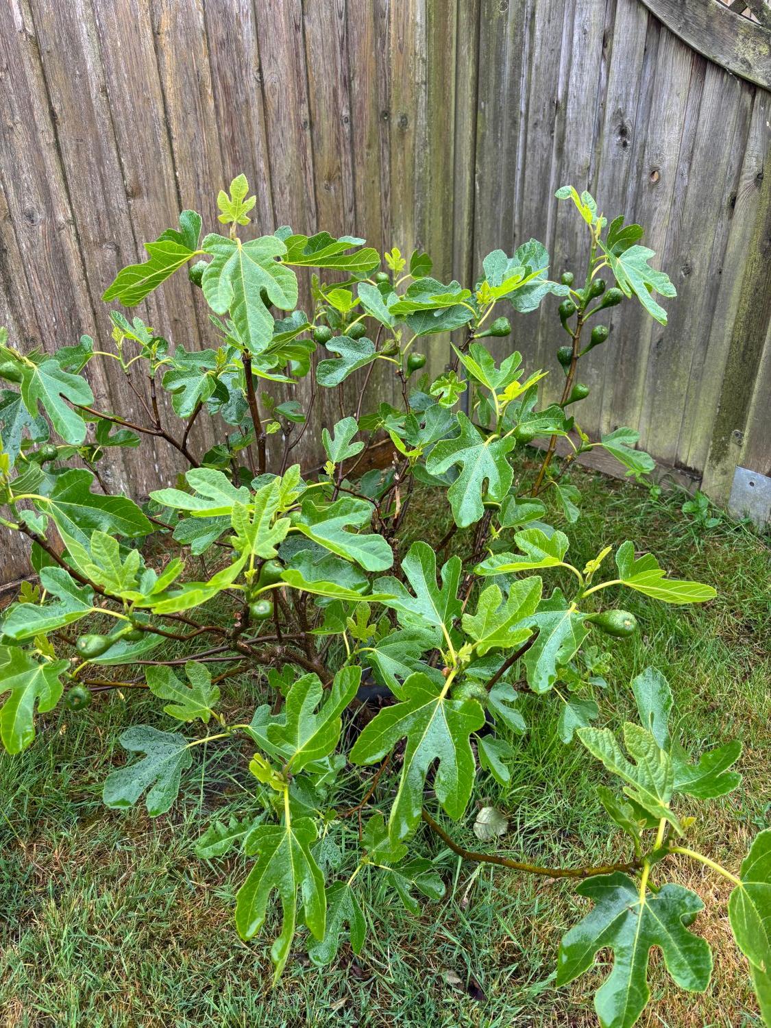 Echte Feige 'Perretta' ® - Ficus carica 'Perretta' ®