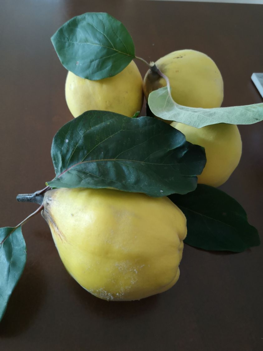 Echte Quitte / Apfelquitte 'Cydopom' - Cydonia oblonga 'Cydopom'