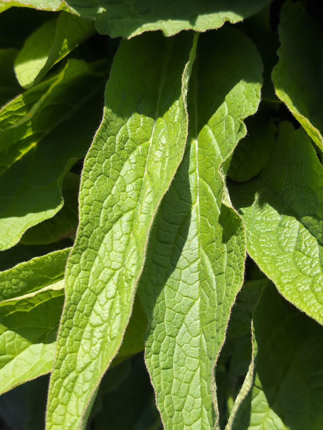 Echter Beinwell - Symphytum officinale