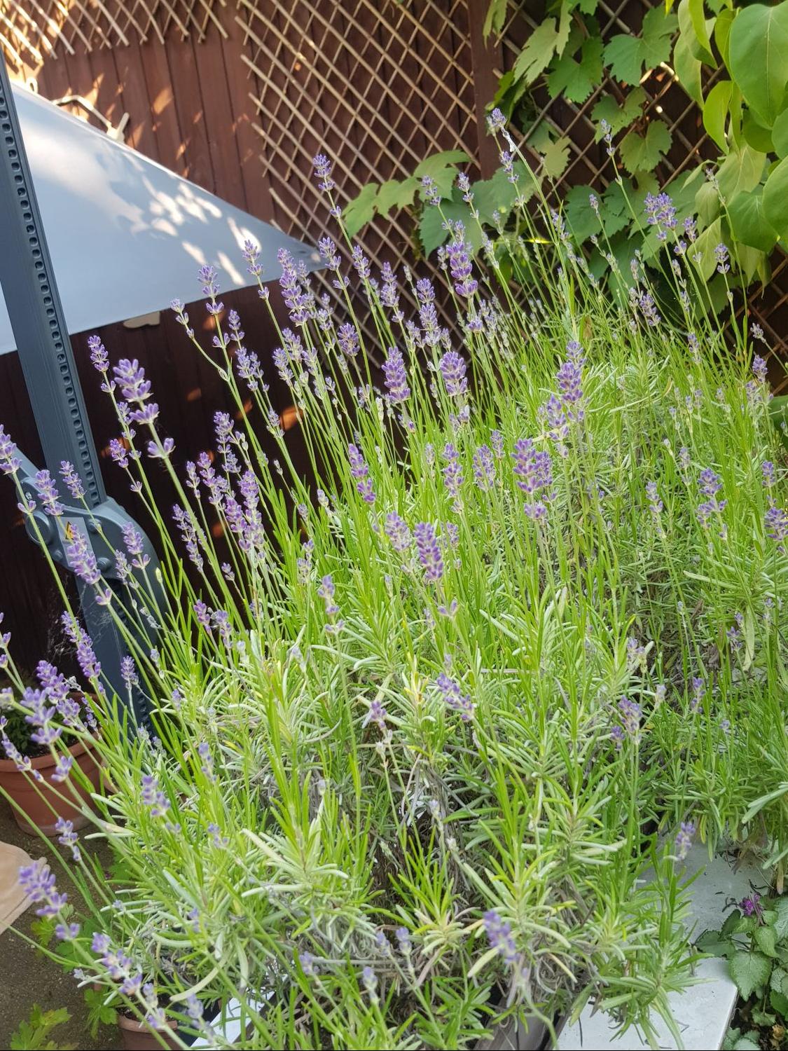 Echter Lavendel - Lavandula angustifolia