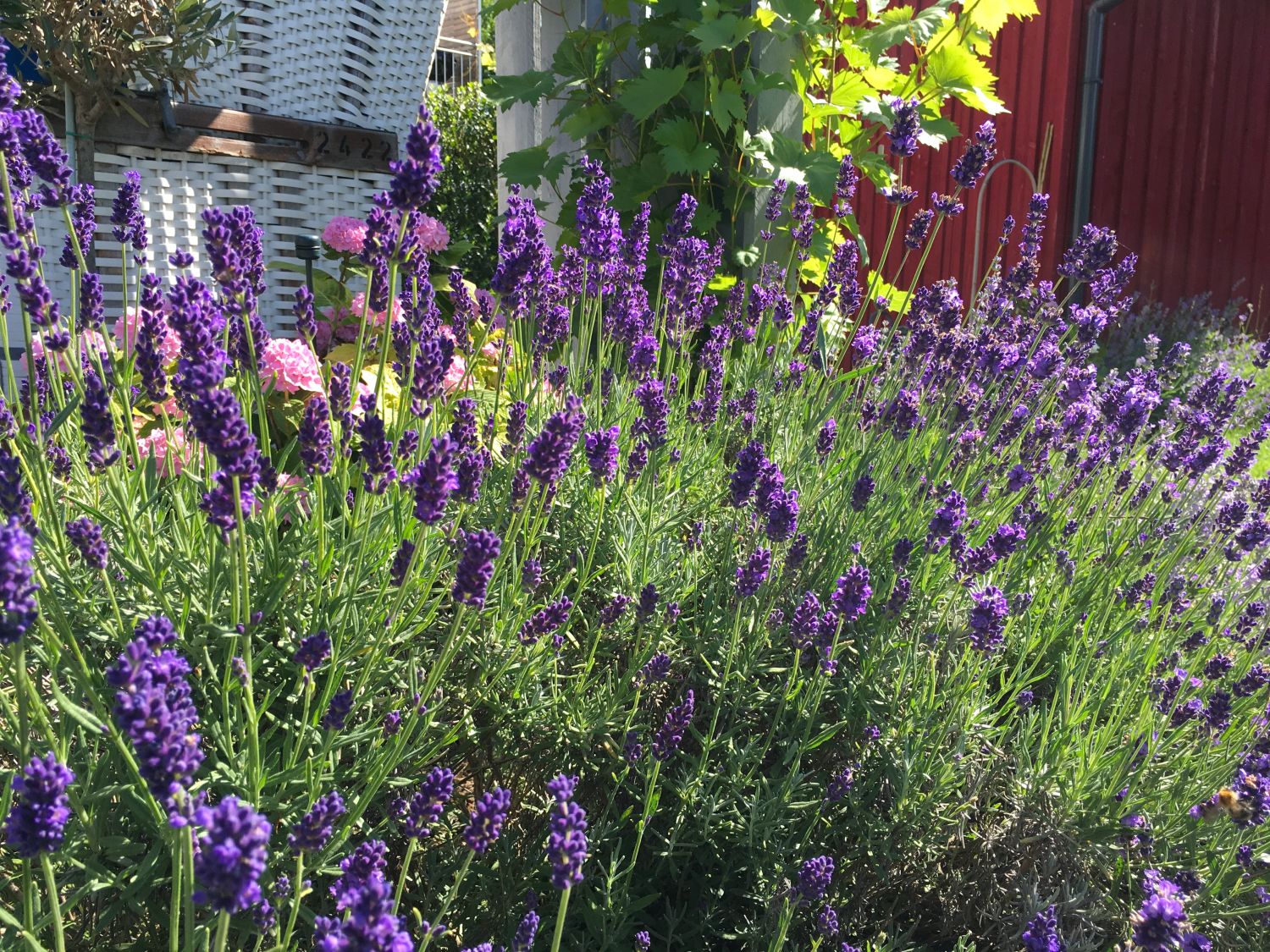 Echter Lavendel - Lavandula angustifolia