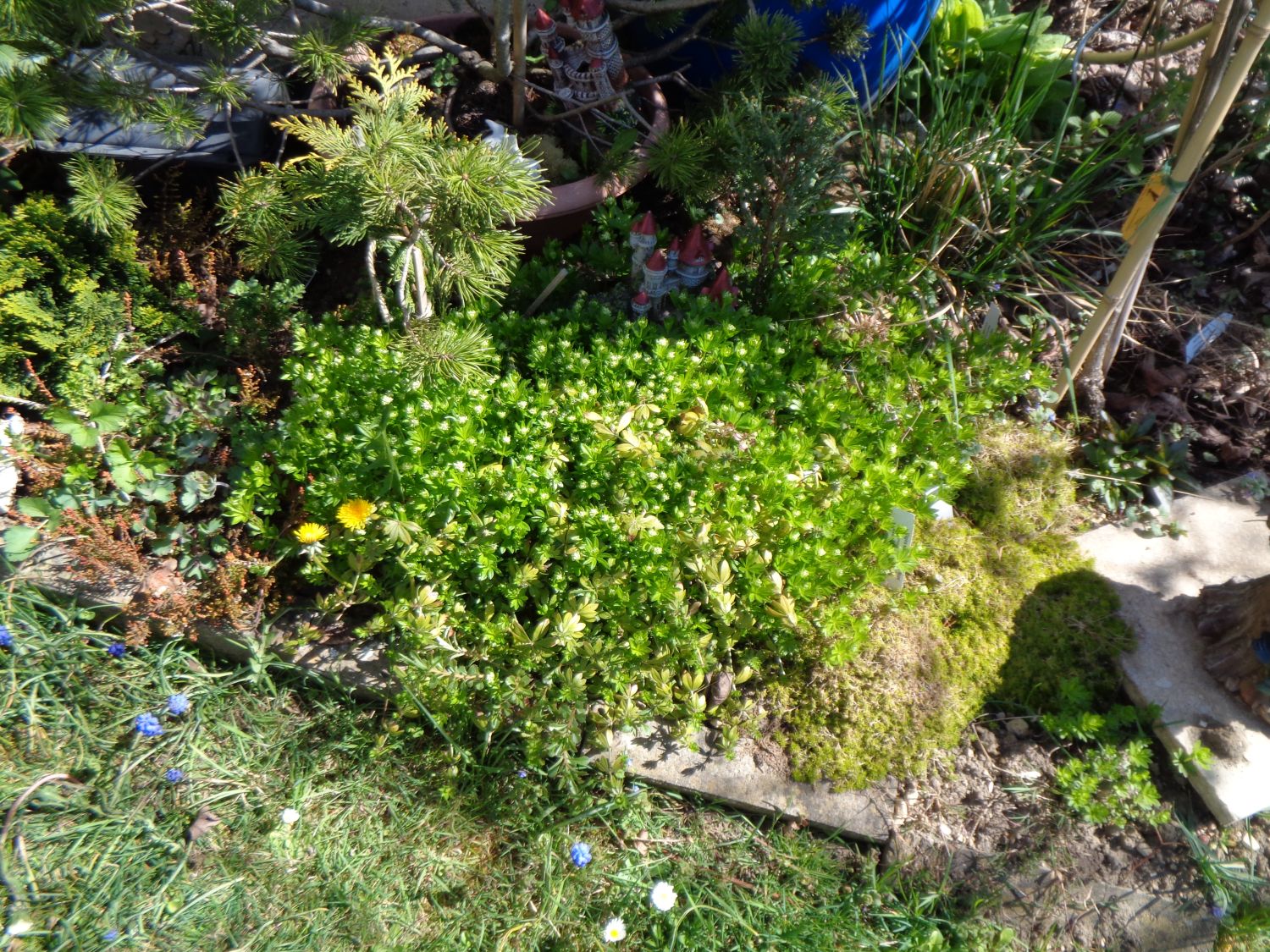 Echter Waldmeister - Galium odoratum