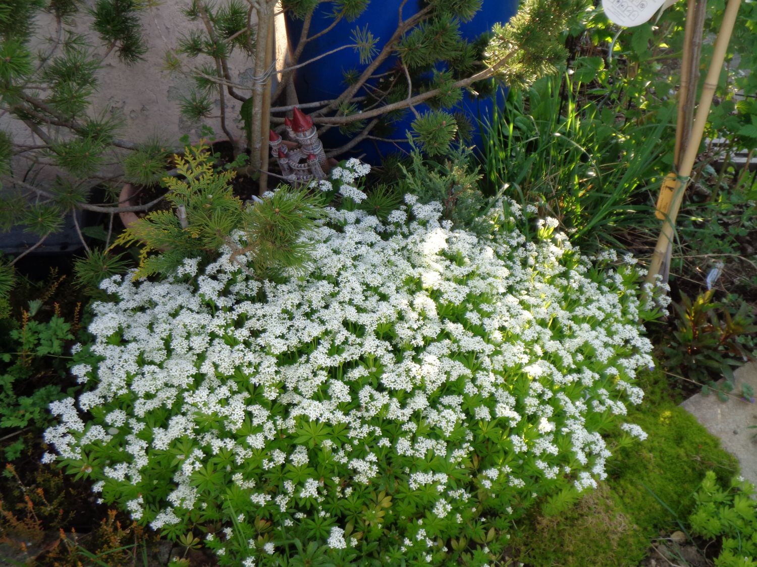 Echter Waldmeister - Galium odoratum