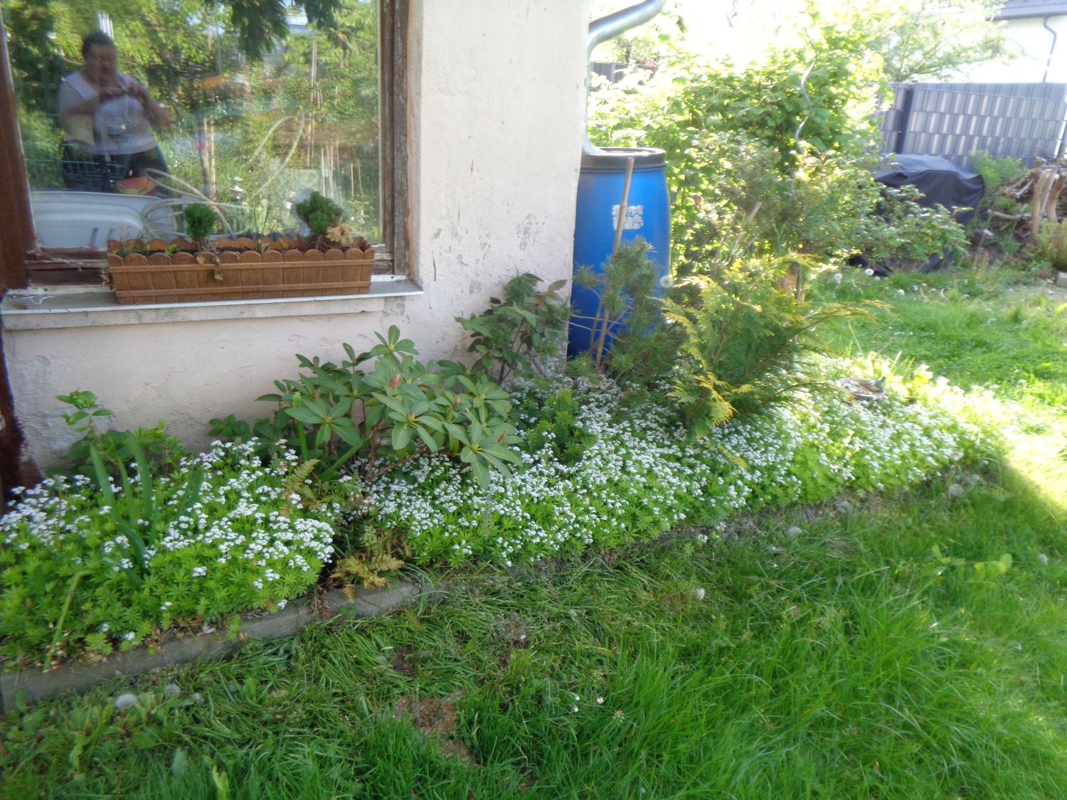 Echter Waldmeister - Galium odoratum