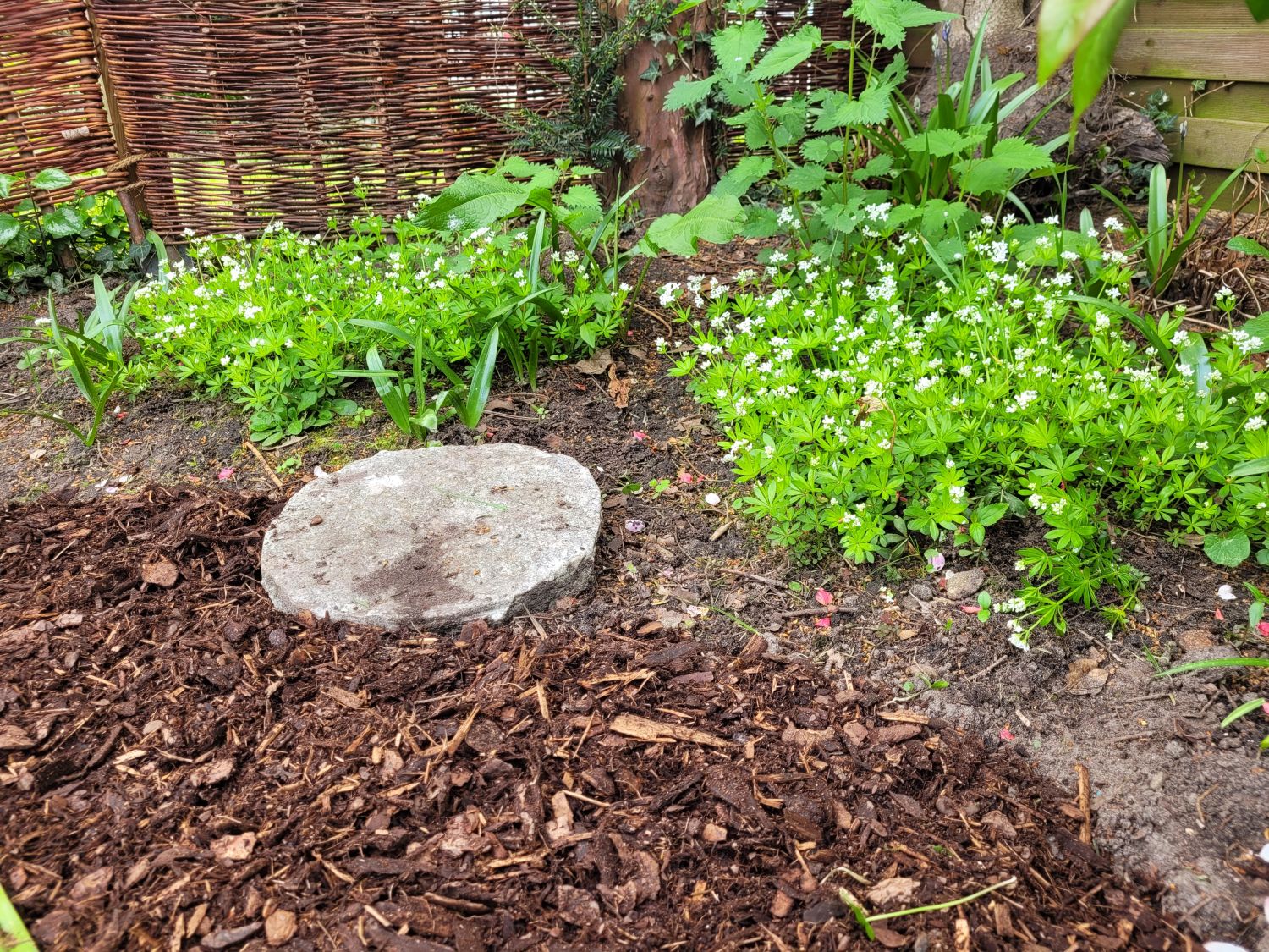 Echter Waldmeister - Galium odoratum
