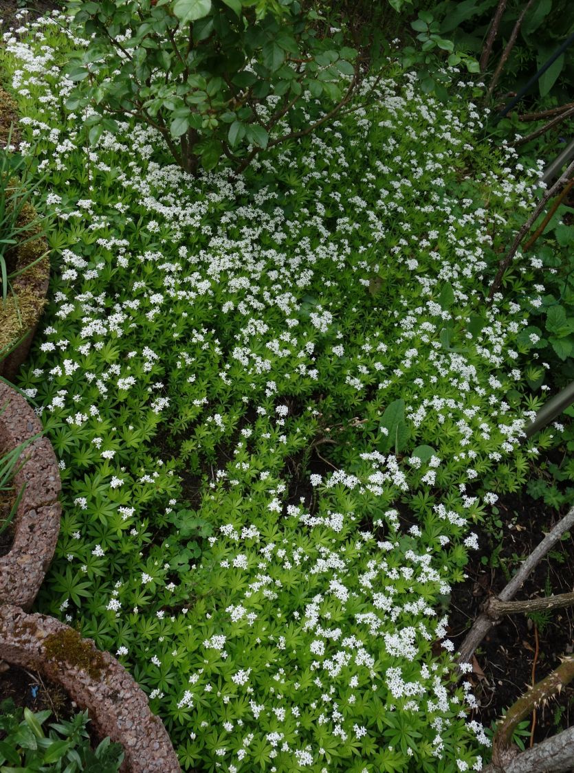 Echter Waldmeister - Galium odoratum