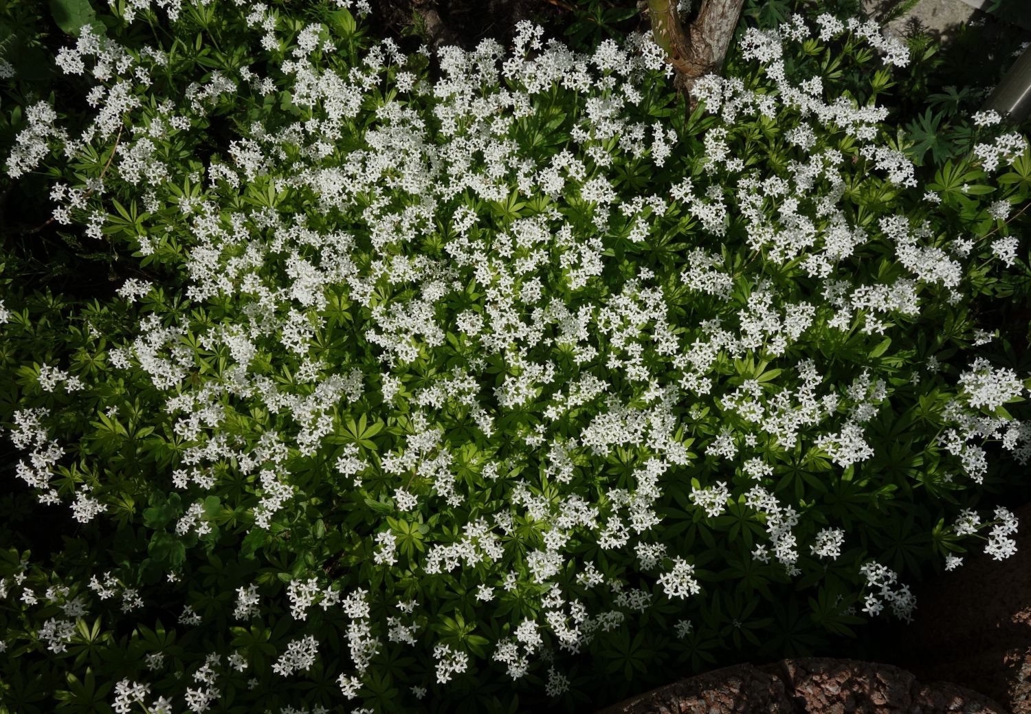 Echter Waldmeister - Galium odoratum