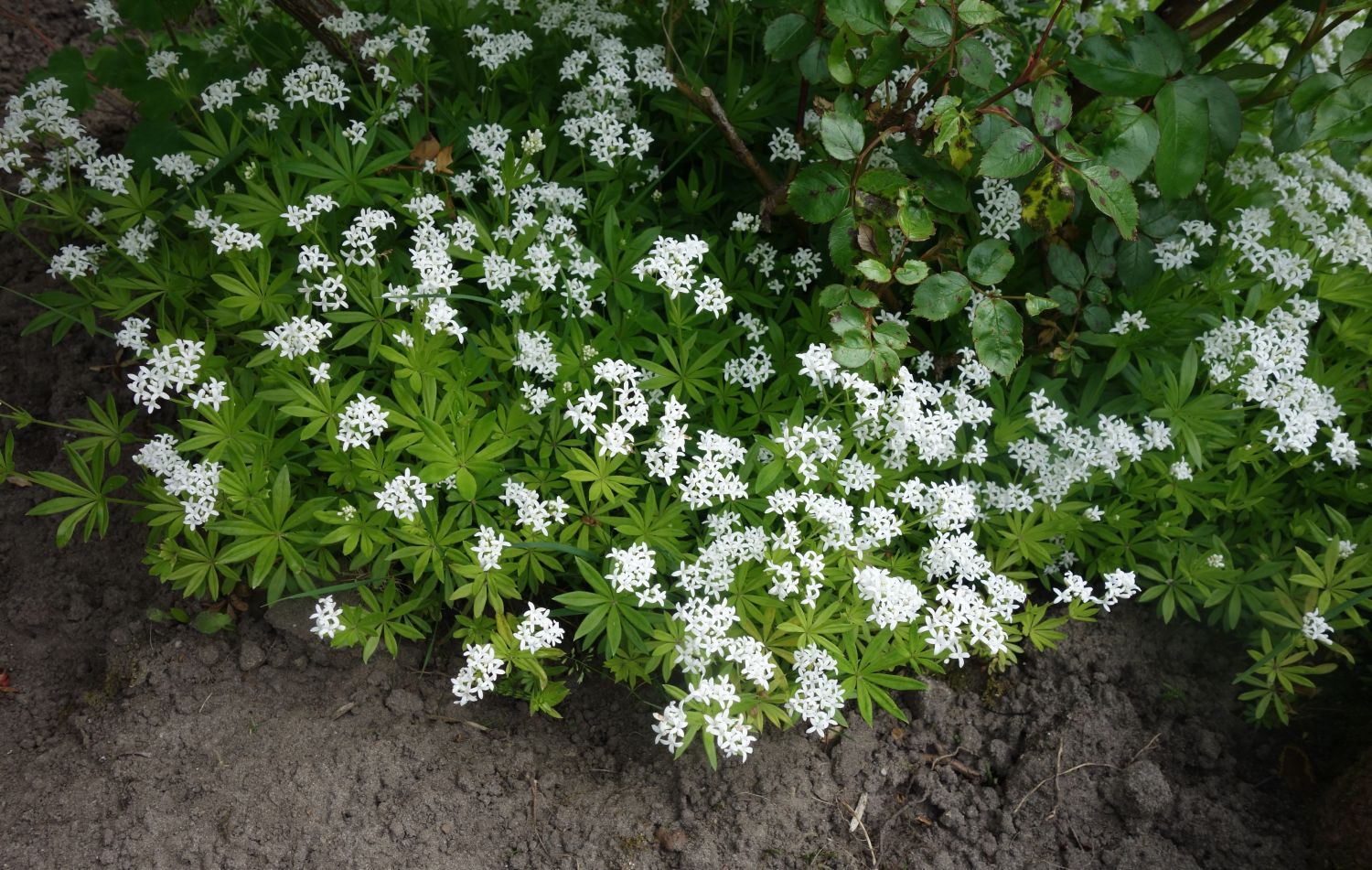 Echter Waldmeister - Galium odoratum