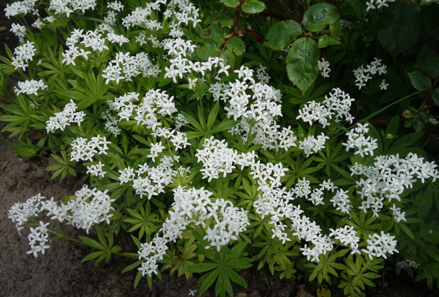 Echter Waldmeister - Galium odoratum