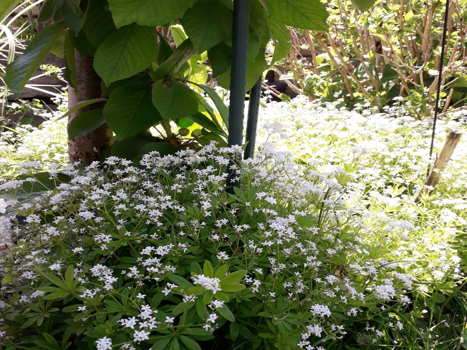 Echter Waldmeister - Galium odoratum