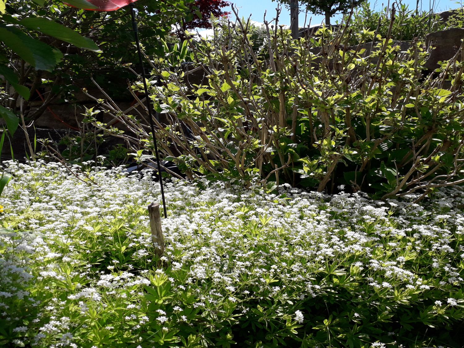 Echter Waldmeister - Galium odoratum