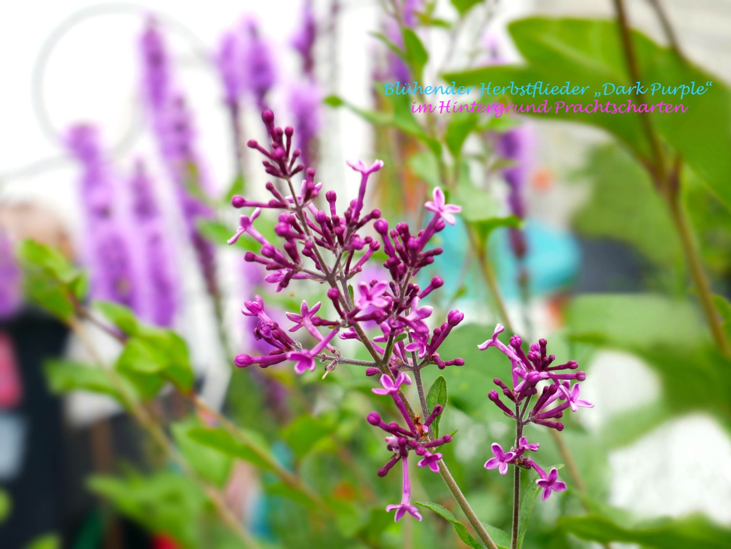 Edelflieder / Herbstflieder Bloomerang® 'Dark Purple' - Syringa Bloomerang® 'Dark Purple'