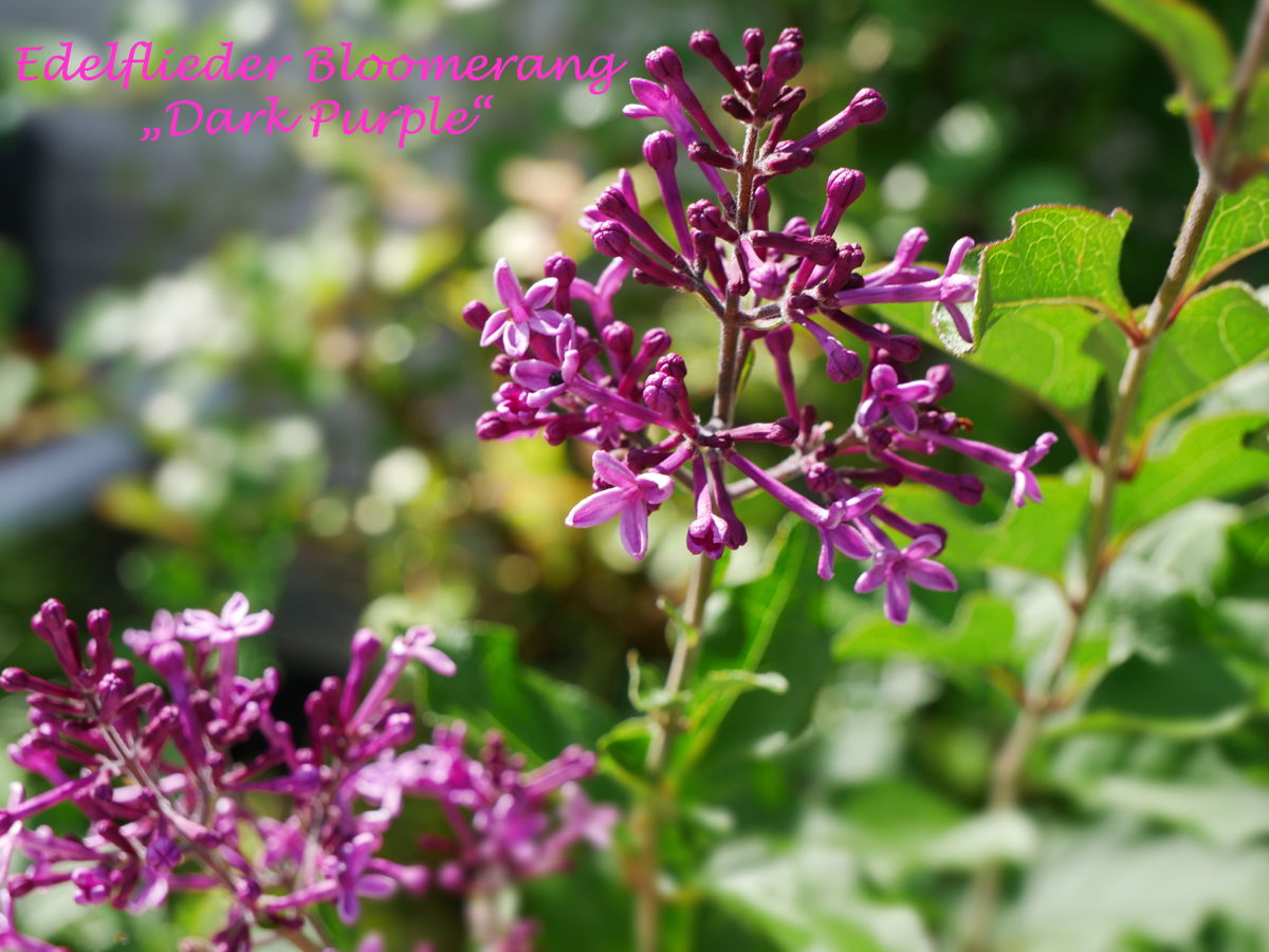 Edelflieder / Herbstflieder Bloomerang® 'Dark Purple' - Syringa Bloomerang® 'Dark Purple'