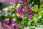 Edelflieder / Herbstflieder Bloomerang® 'Dark Purple' - Syringa Bloomerang® 'Dark Purple'