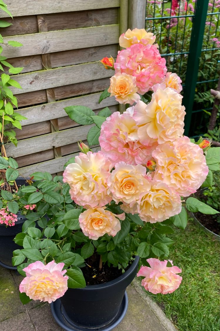 Edelrose 'Aquarell' ® - Rosa 'Aquarell' ®