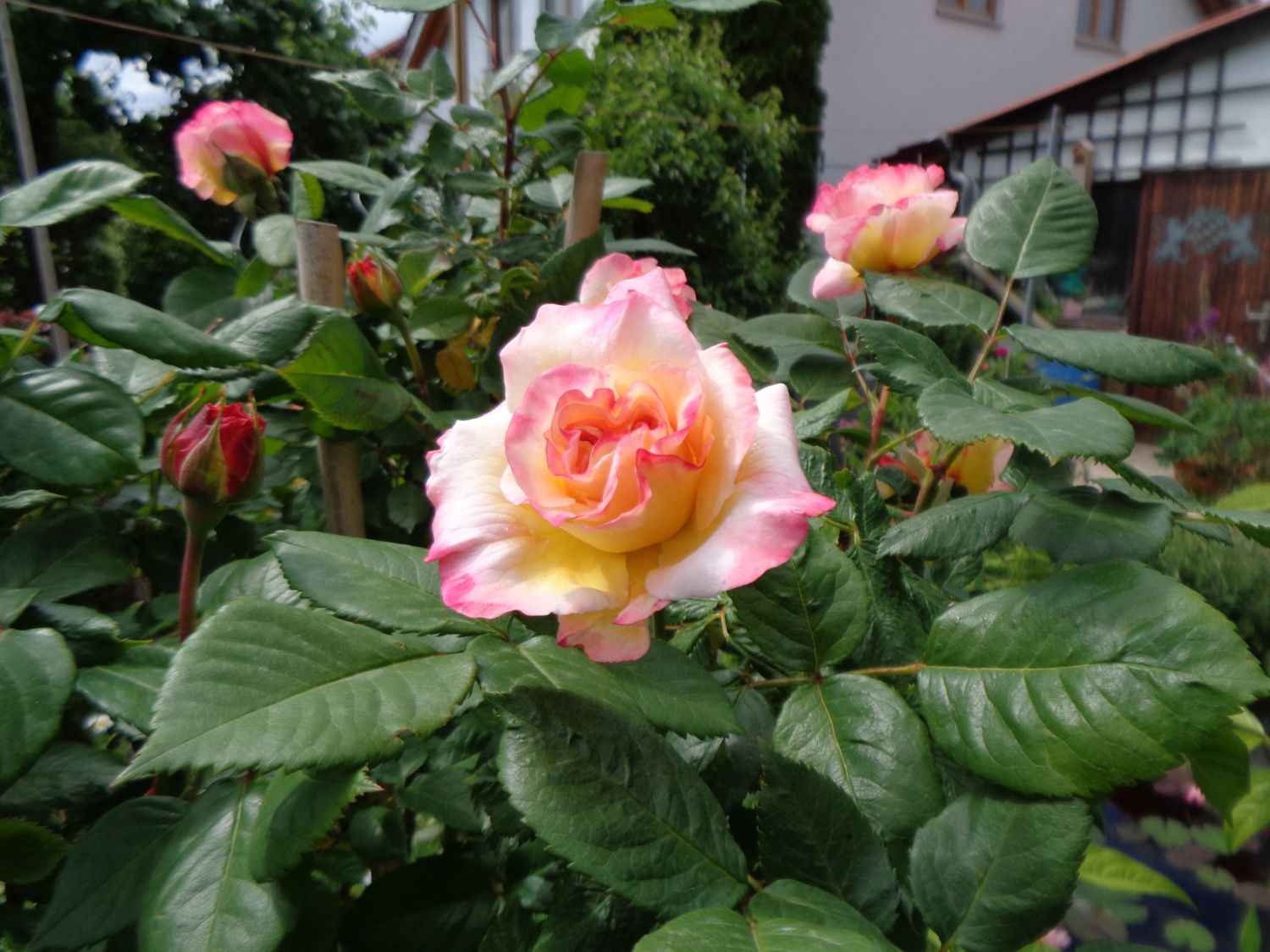 Edelrose 'Aquarell' ® - Rosa 'Aquarell' ®