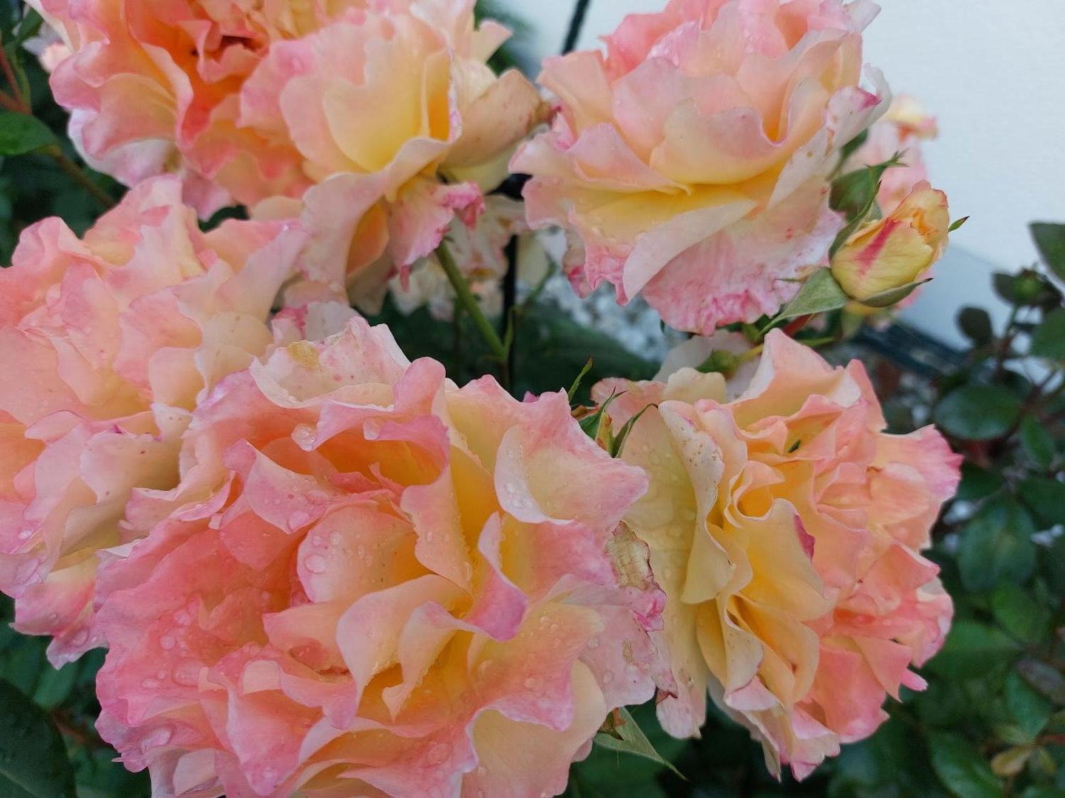 Edelrose 'Aquarell' ® - Rosa 'Aquarell' ®