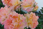 Edelrose 'Aquarell' ® - Rosa 'Aquarell' ®