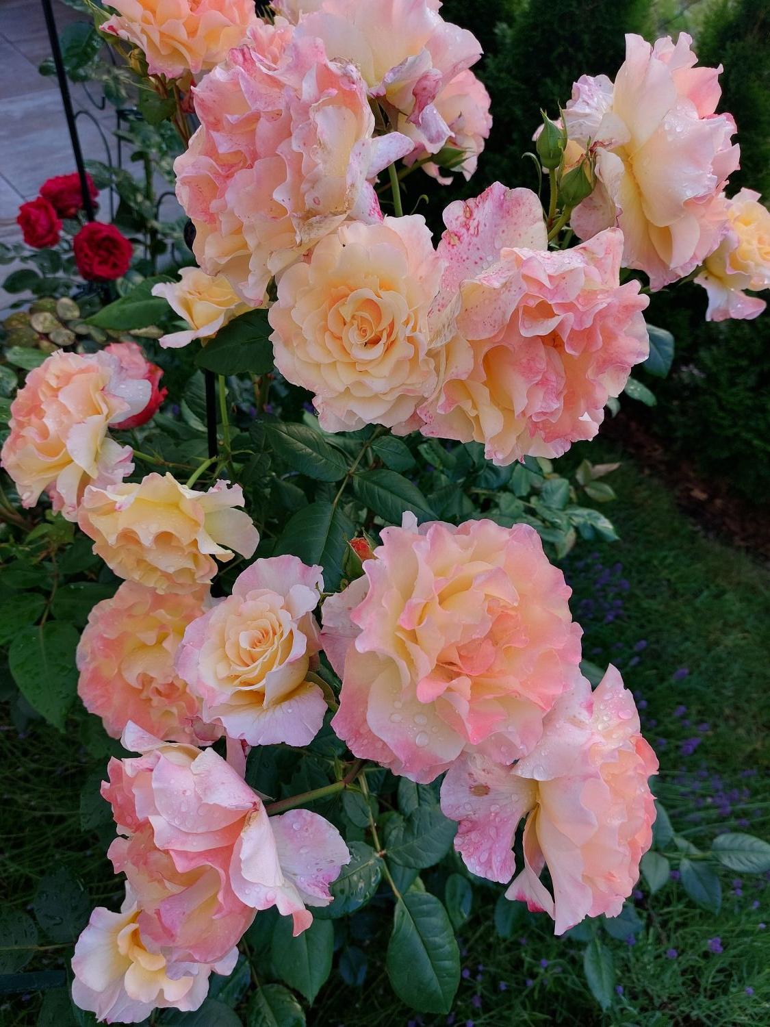 Edelrose 'Aquarell' ® - Rosa 'Aquarell' ®