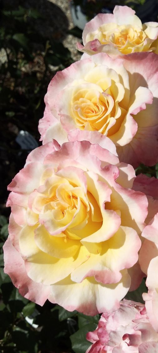 Edelrose 'Aquarell' ® - Rosa 'Aquarell' ®