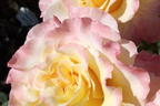 Edelrose 'Aquarell' ® - Rosa 'Aquarell' ®