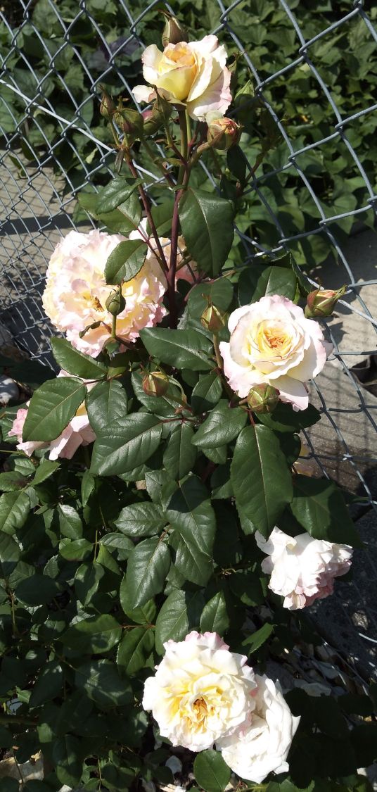 Edelrose 'Aquarell' ® - Rosa 'Aquarell' ®